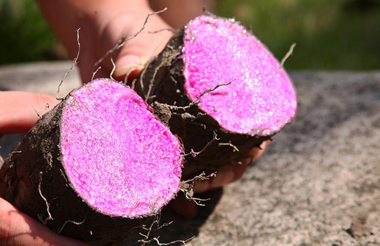 紫山药5斤紫山药秤砣山药新鲜蔬菜产发