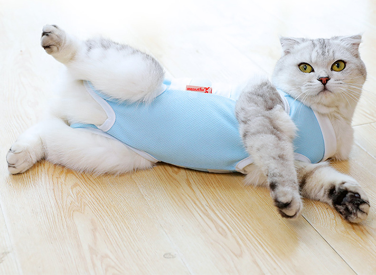 猫咪手术服母猫绝育衣服断奶防舔透气绝育服宠物服饰可爱衣服