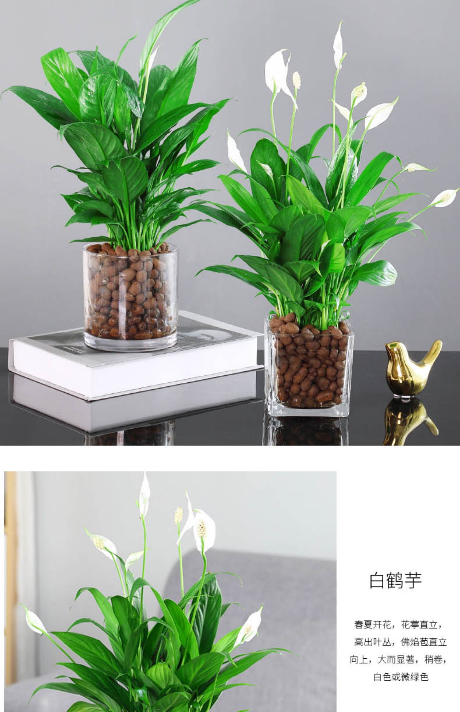 红掌白掌盆栽年宵花卉植物室内好养水培一帆风顺水养四季常青绿植