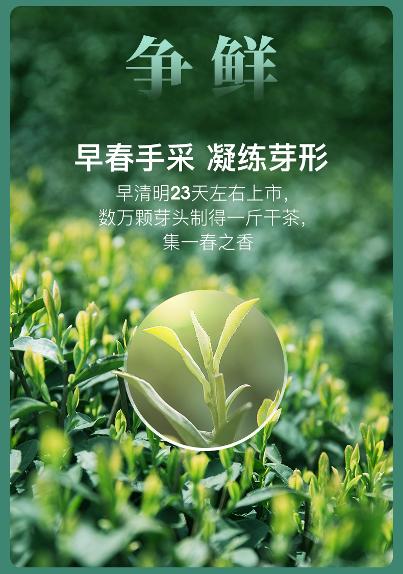 2021新茶上市艺福堂碧螺春茶叶明前特级新茶春茶嫩芽苏州碧螺春绿茶