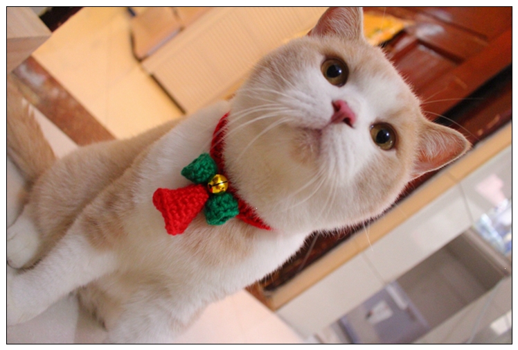 带铃铛猫咪米妮圣诞节脖圈宠物针织配饰可爱猫围脖英短美短加菲猫项圈