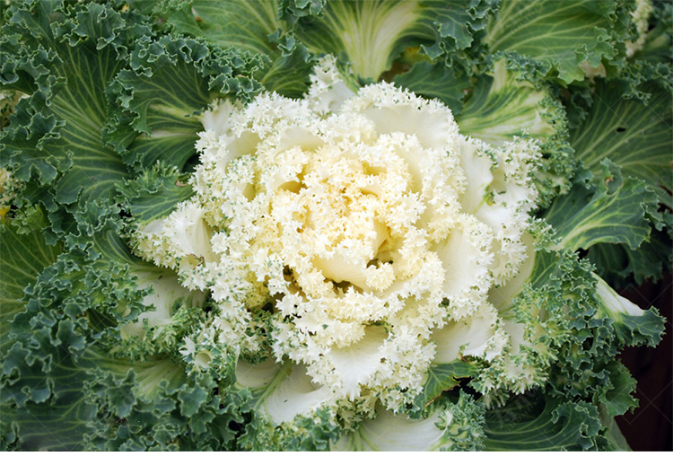 日本羽衣甘蓝蔬菜种子苗食用蔬菜种籽阳台孑四季盆栽雨衣语衣甘篮