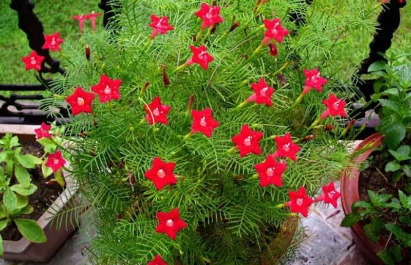 子暄羽叶茑萝种子花种子庭院爬藤植物红五角星种子鸟萝花种籽子花种