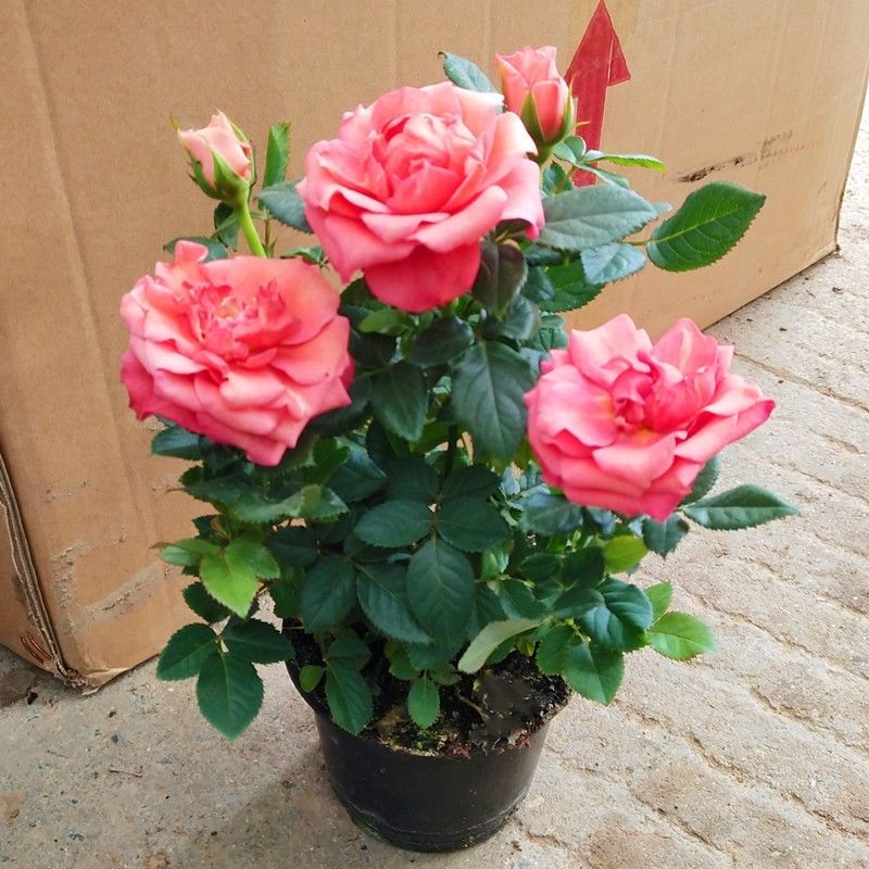 钻石玫瑰四季开花盆栽带花带花苞室内阳台庭院花卉绿植盆景红色原盆原