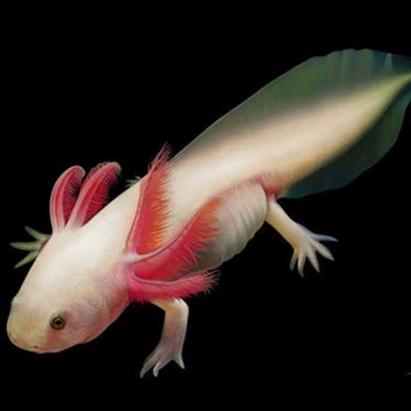 宠以沫chongyimo六角恐龙鱼活体金鱼活体霸王鱼小火龙淡水冷水鱼观赏