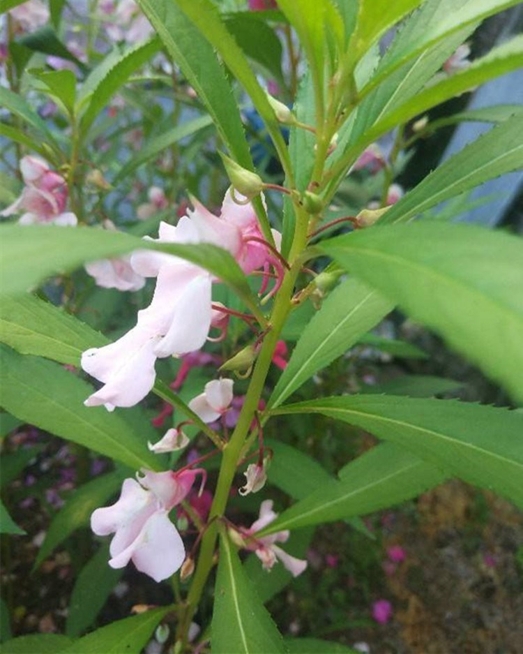 鳳仙花種子新採指甲花種子混色金鳳花景觀綠化盆栽庭院花