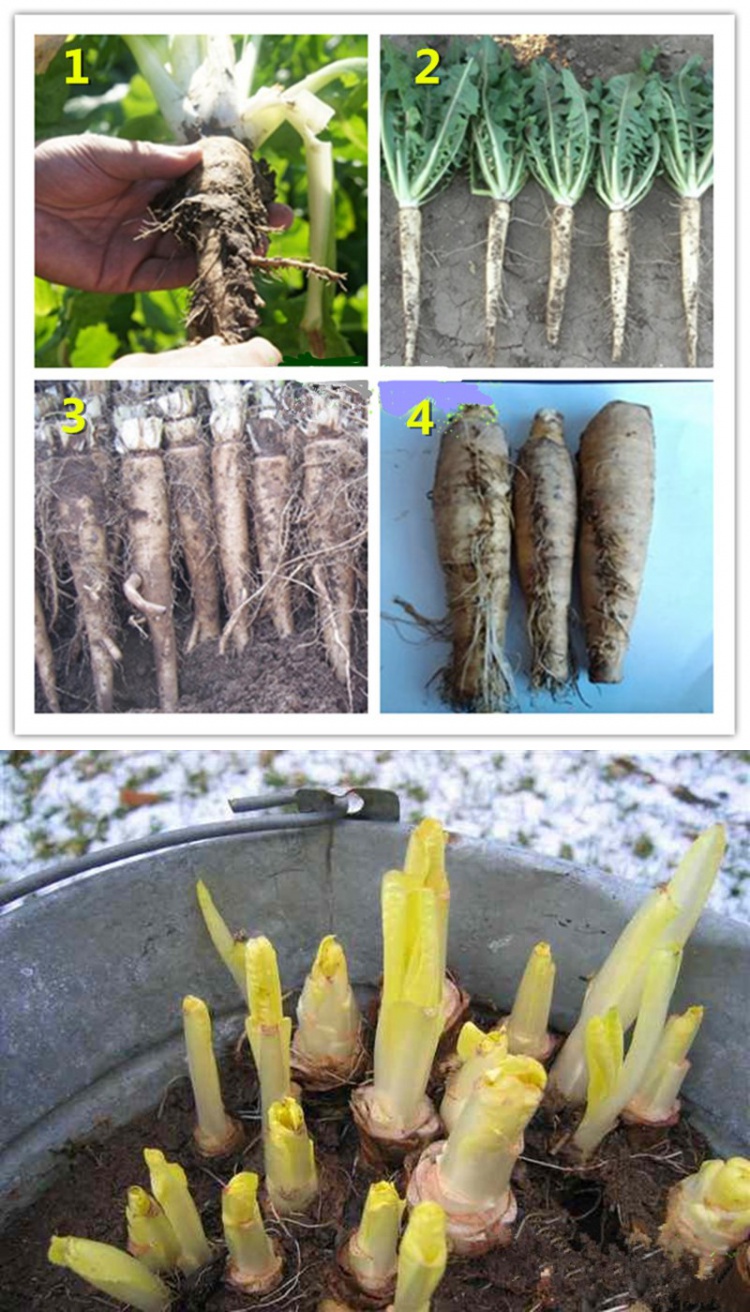 玉兰菜种植技术图片