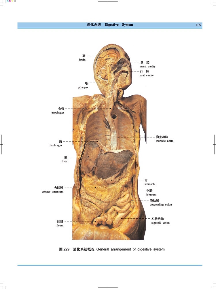 人体解剖学标本彩色图谱(第2版) 经典医学工具书 广东科技出版社真人