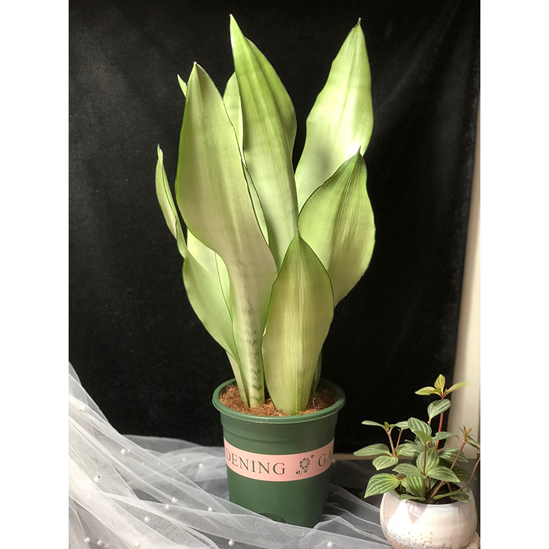 榭邦绿植办公绿植白玉虎皮兰