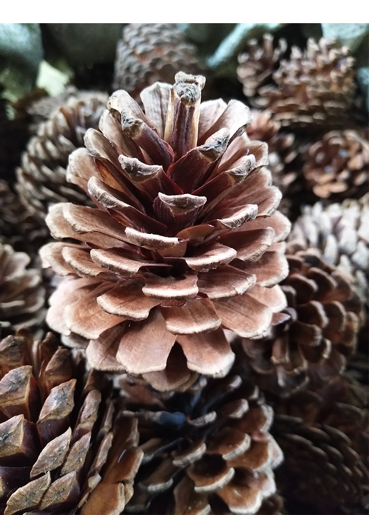 【优选好货】马尾松果装饰干花森林材料包家居装饰树枝