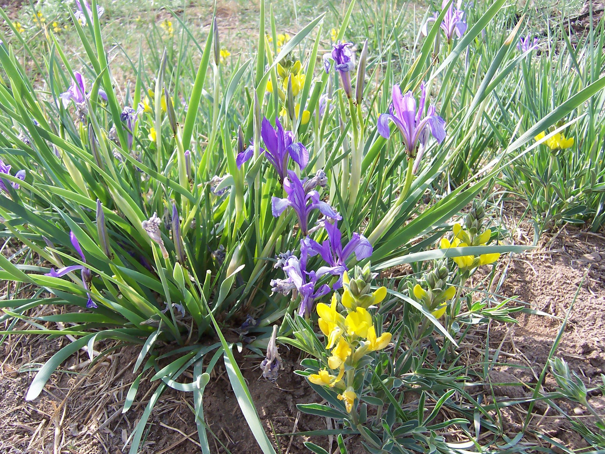 子暄今年新采马蔺花马莲花种子花卉耐旱耐涝耐盐碱