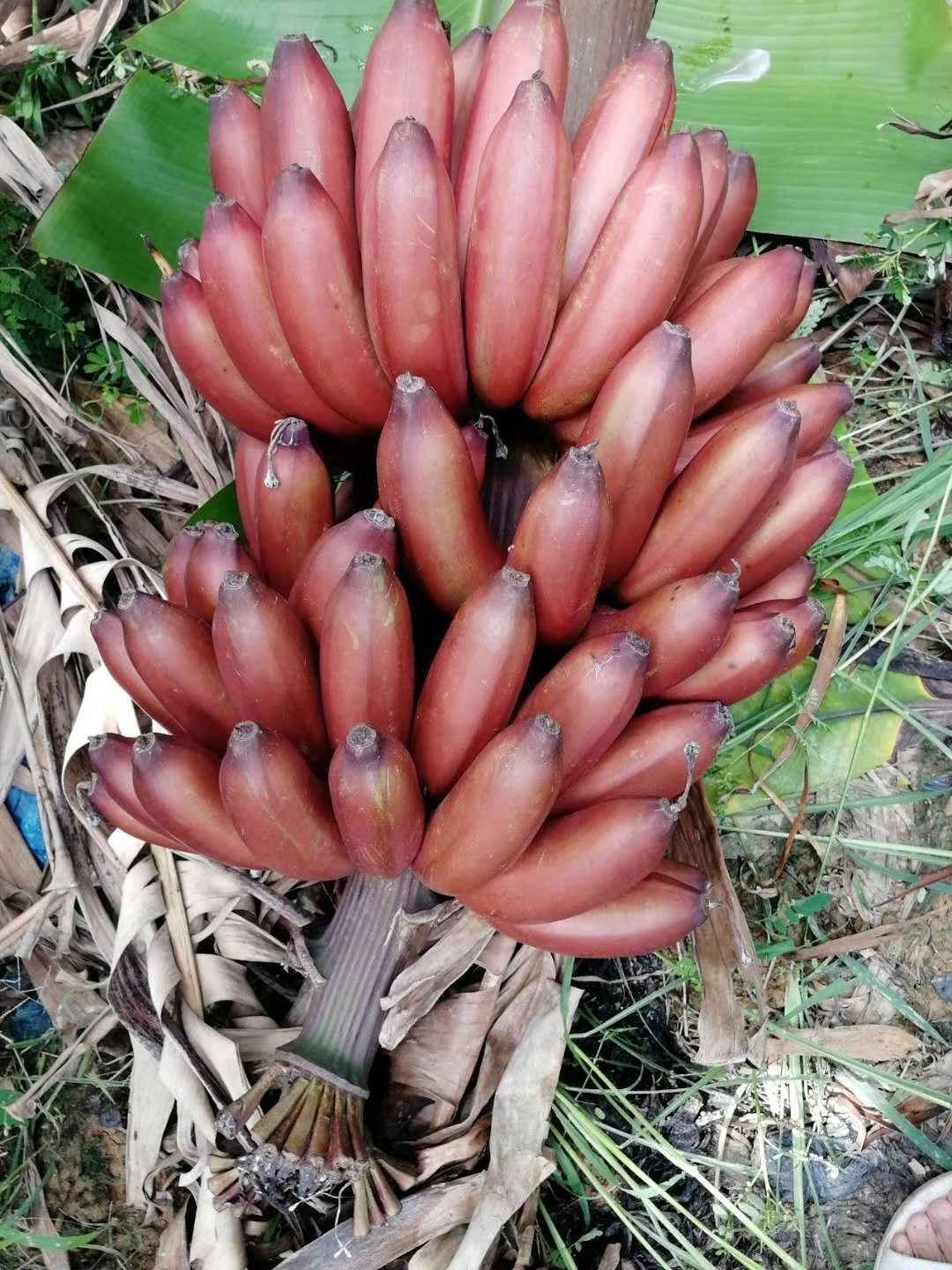 个人店其他品牌热带水果类 【5斤装】广西红蕉 美人蕉 红皮香蕉新鲜采
