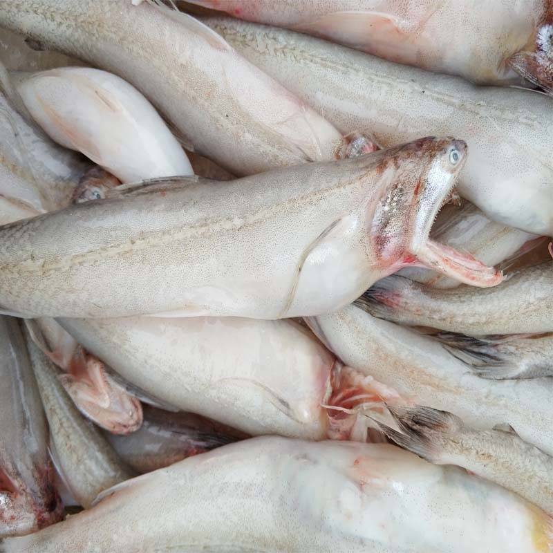 霞浦新鲜龙头鱼豆腐鱼海鲜水潺鱼生鲜龙头鲓丝丁鱼九肚鱼顺丰2斤尝鲜