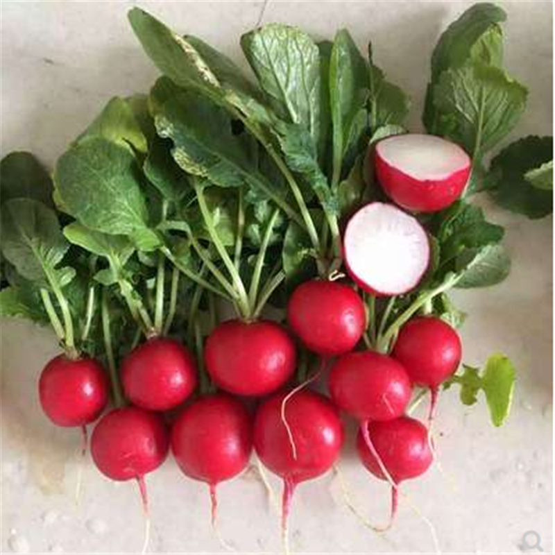 红丁-樱桃萝卜种籽小红水果春季秋四季播蔬菜种孑阳盆栽蔬菜种籽 樱桃