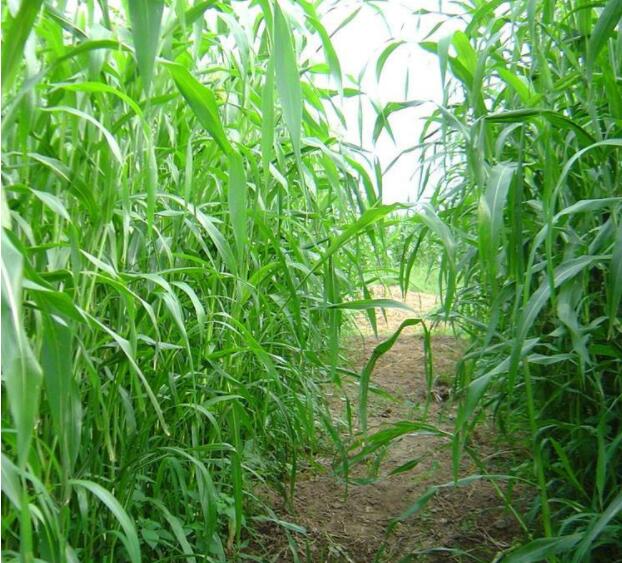 牧草种子南北方型牧草型甜高粱饲用甜高粱牛羊鱼草籽种子播种