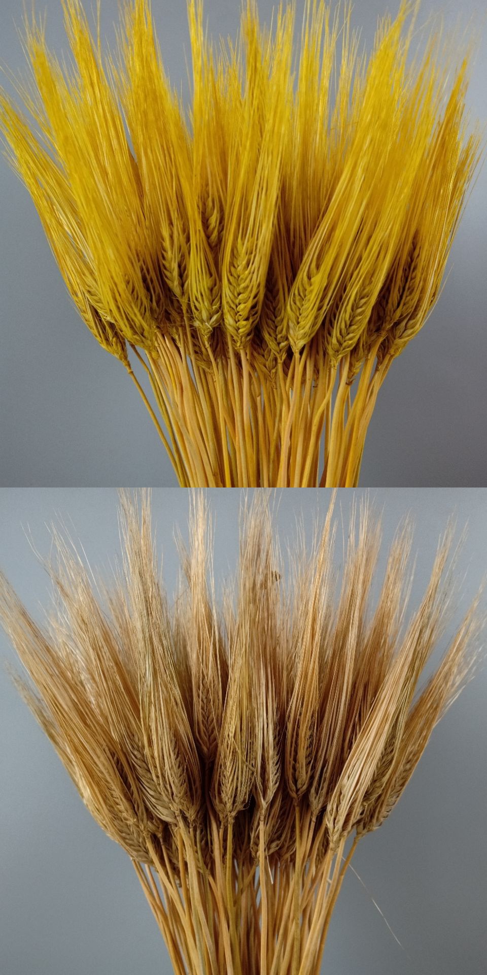 品牌精选天然麦穗干花花束开业大麦田园装饰礼品拍摄道具稻穗干花真花