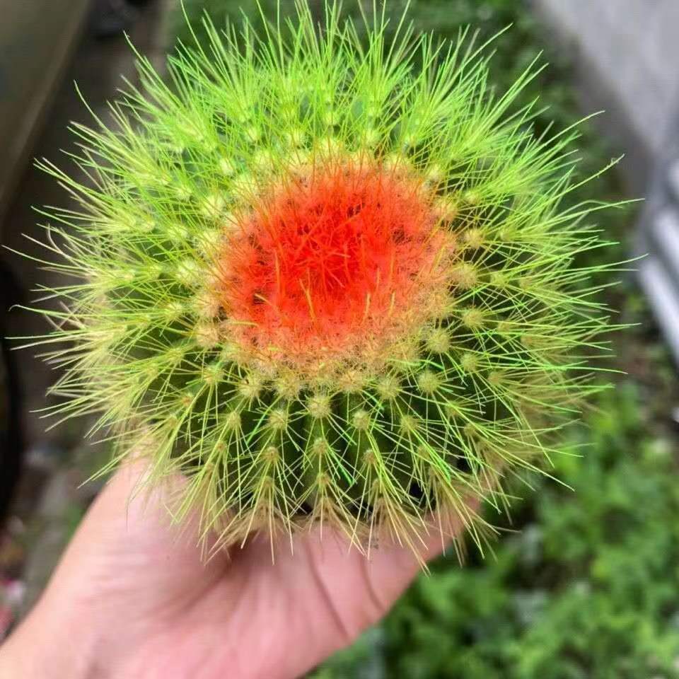 【艺呈(yicheng)绿植盆栽】 yicheng金虎大号仙人球实生金琥高端红虎