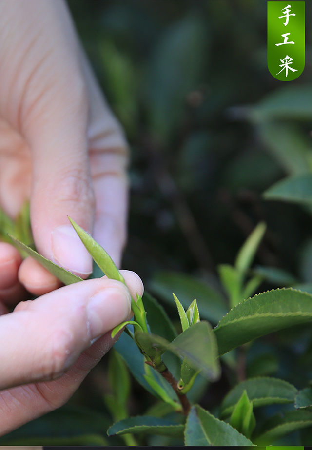 聚宁juning茗茶 南京雨花茶2021新茶 南京特产绿茶明前嫩芽雨花茶礼盒