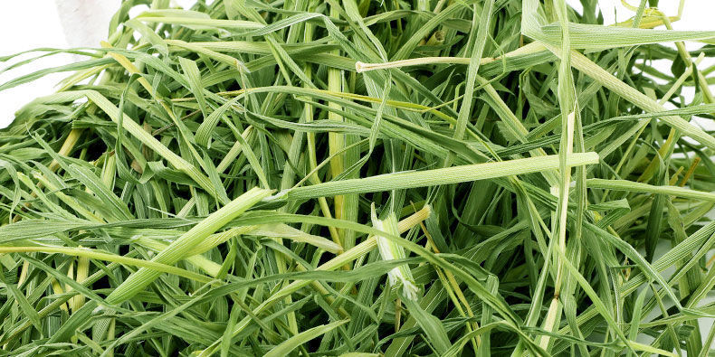 牛宠特级提摩西草兔子粮草提草龙猫苜蓿草小麦草燕麦草荷兰猪饲料