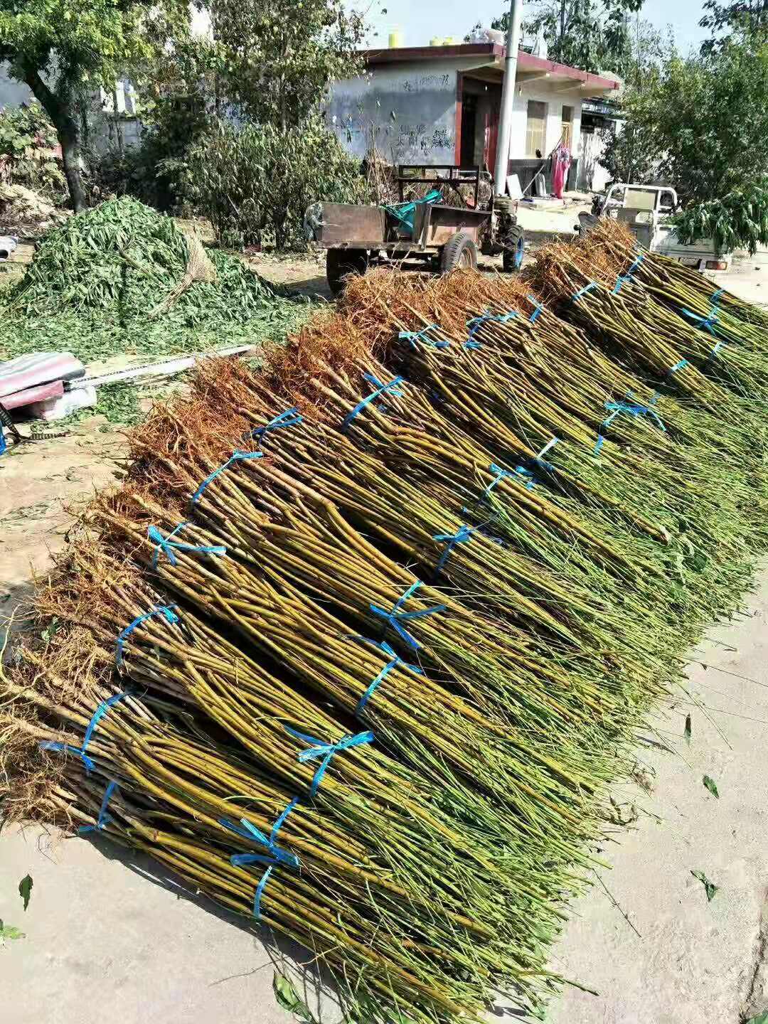 嫁接黑桃王树苗南方北方种植黑桃皇后桃树苗当年结果地栽黑桃王苗