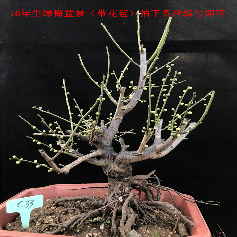 封后精品绿梅老桩盆景绿鄂梅花花卉盆栽植物室内外花卉耐寒带花苞梅花