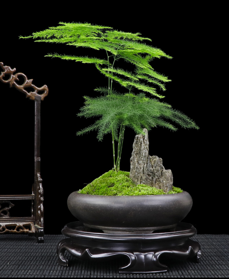文竹山水造型盆景室内绿植禅意盆栽净化空气观赏花卉盆景四季常青