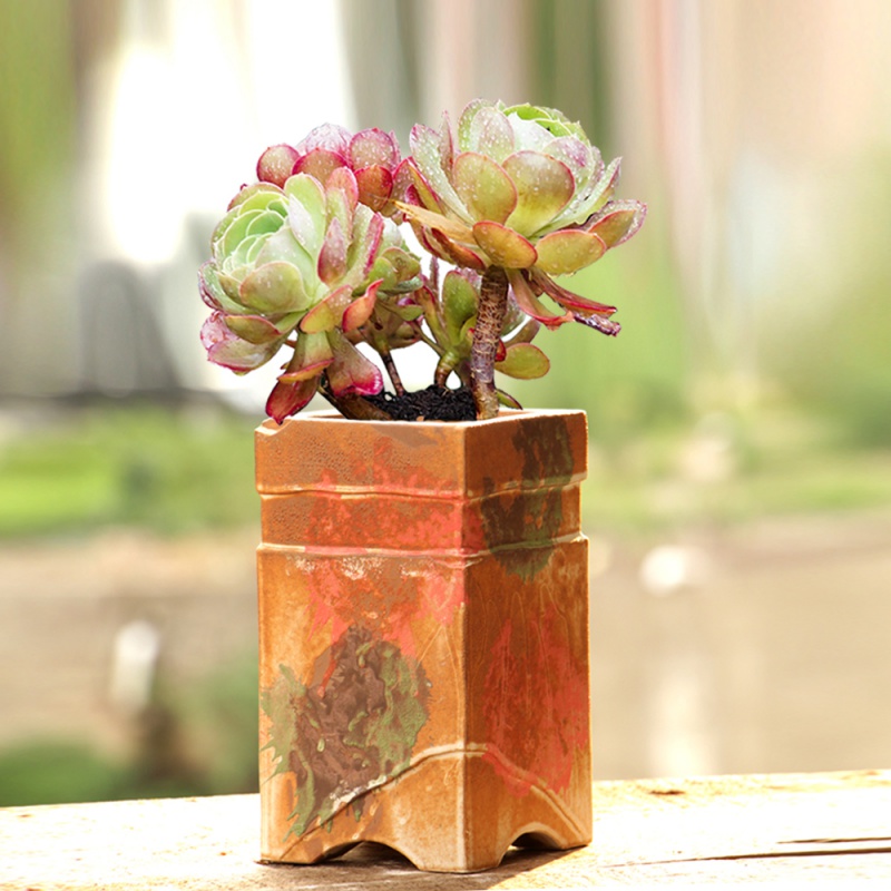 花盆一物一拍老桩法师盆各种粗陶盆直播二