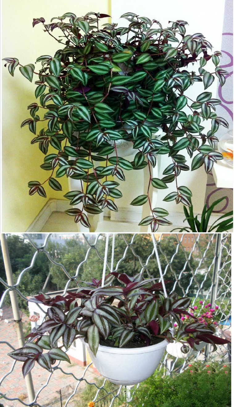 紫叶吊竹梅吊兰绿植盆栽花弹痕 垂吊爬藤花卉室内桌面客厅观叶植物