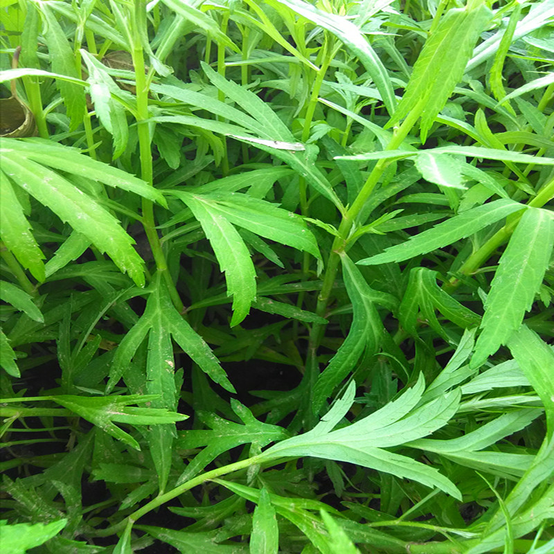 芦蒿3斤黎篙泥篙泥篙带叶新鲜蔬菜产发