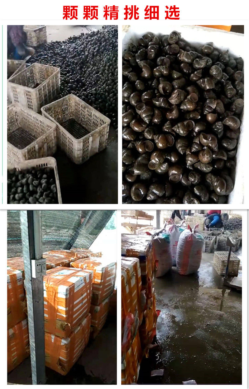 鲜活大号田螺种苗种螺母螺淡水养殖活体田螺种新鲜螺蛳肉活体大号3斤