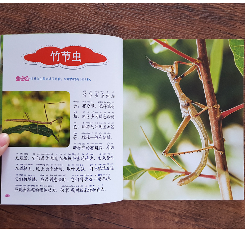 《【诺森正版】3册 昆虫百科全书动物世界植物百科 儿童3-6-8岁