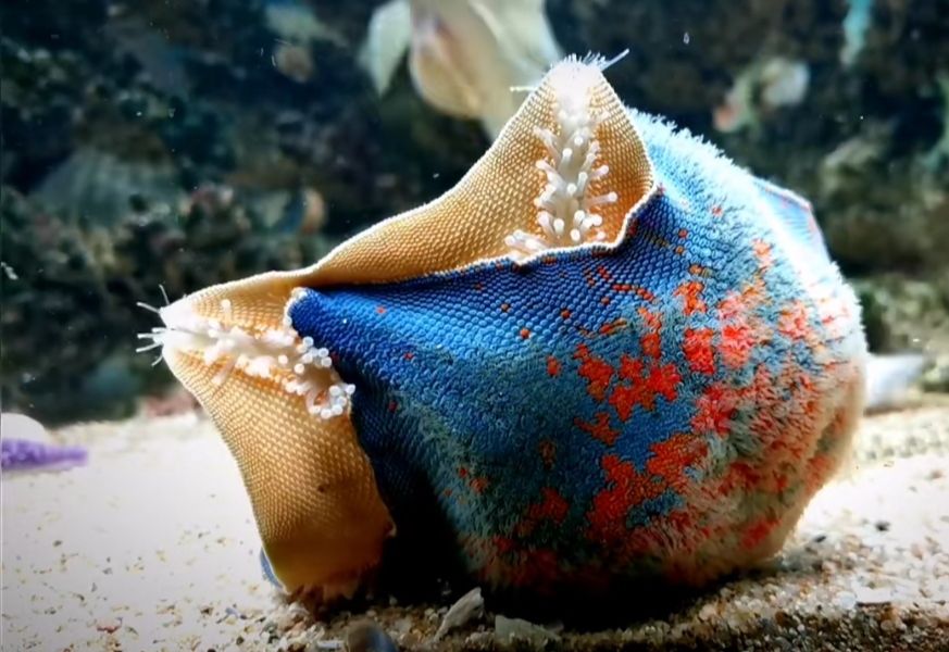 海星活宠物活体野生海水鱼缸迷你海洋生物观赏动物活的翻砂小海星海星