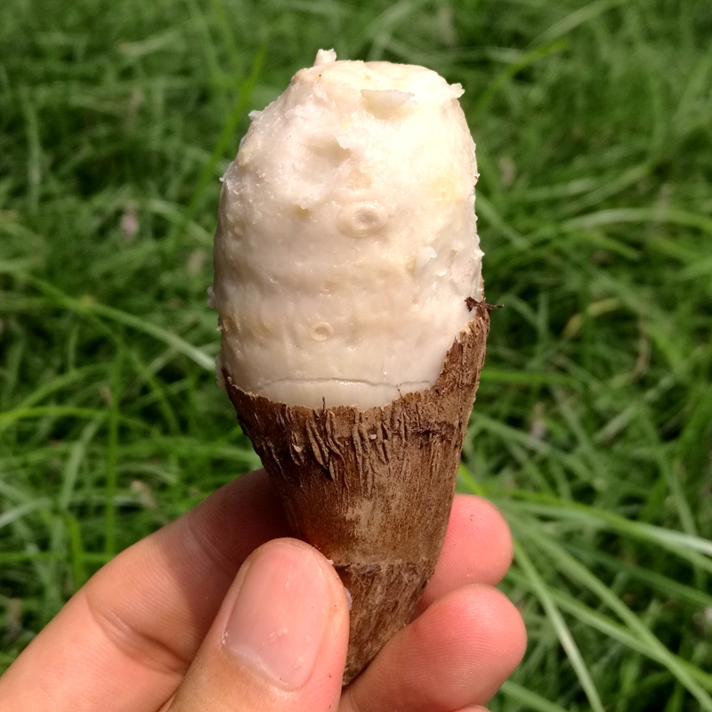 新鲜毛芋头香芋头芋艿新鲜蔬菜易果生鲜农产品芋子s燕生鲜