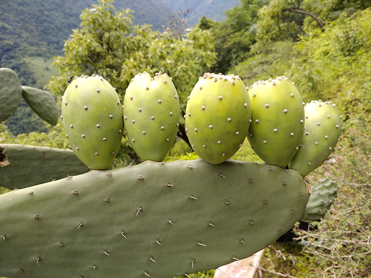 【xj】食用仙人掌果实新鲜水果 现应季仙桃1kg 可开发票