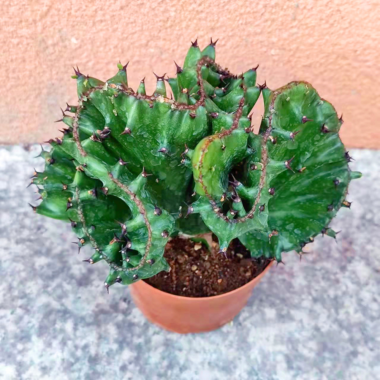 艺呈(yicheng)绿植盆栽 yicheng彩麒麟玉麒麟彩春风仙人掌多肉植物