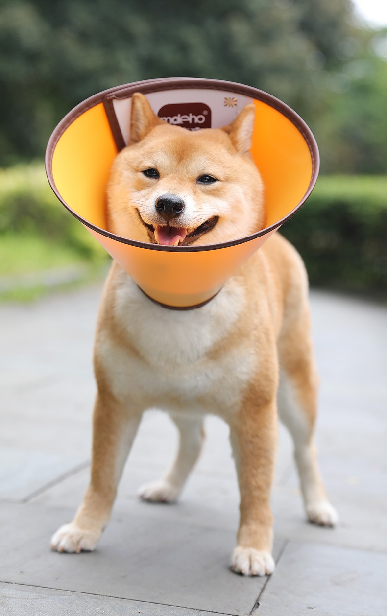 米妮宠物服饰 伊丽莎白圈大型犬米妮金毛头罩狗狗头套防咬舔耻辱圈