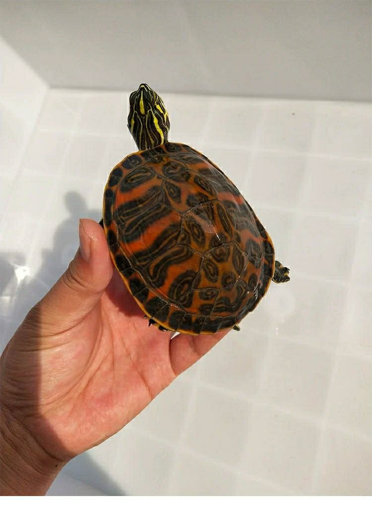 单身随机34cm精挑火焰家养外塘宽纹火焰龟碌火焰龟苗素食乌龟活物宠物