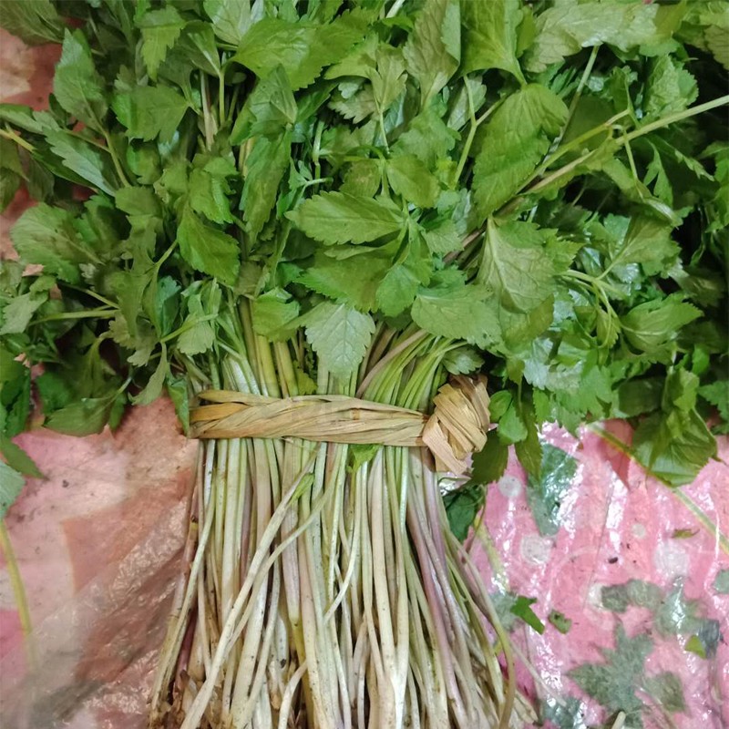 东北新鲜速冻山野菜大叶芹山芹菜长白山芹菜新鲜蔬菜可开发票15kg