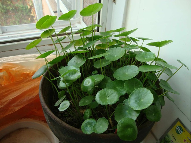 芃畔花卉种子铜钱种子大叶金钱金钱莲水金钱种子120粒自封袋