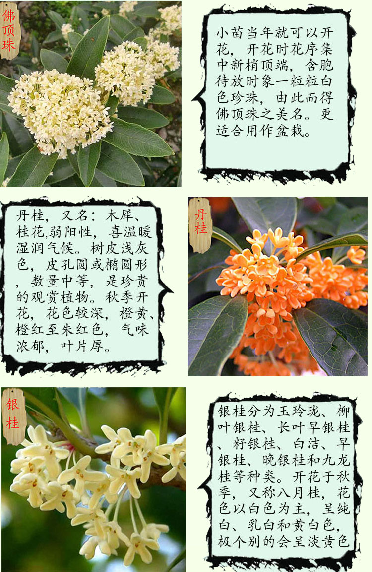 桂花植物卡片介绍图片