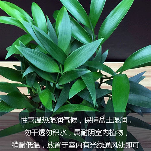 竹柏盆栽清香驱蚊四季常青竹子好养的绿植花卉盆景净化空气原盆原土