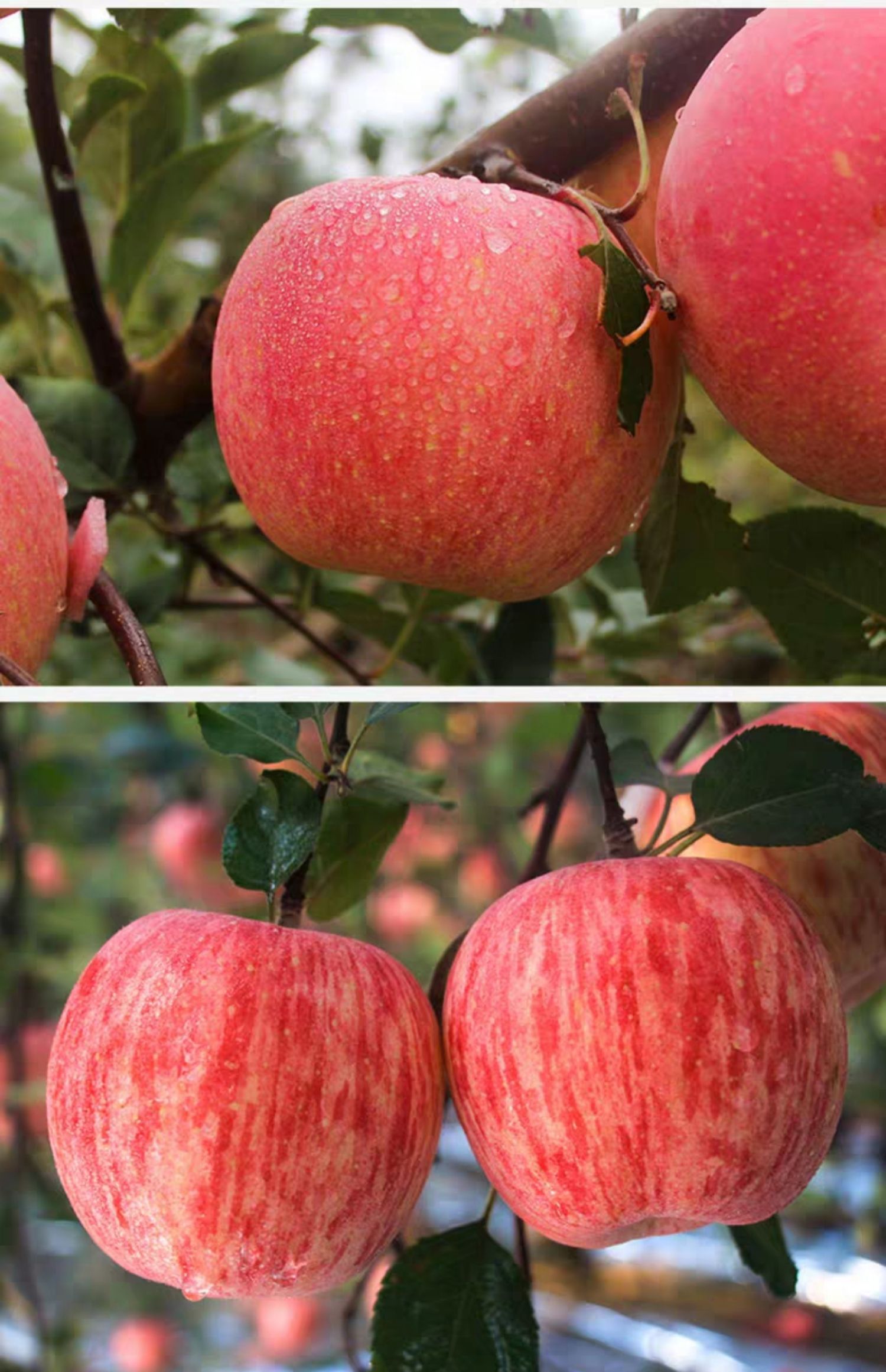 烟台红富士苹果5斤红富士苹果新鲜水果当季整箱非陕西洛川脆甜三天内