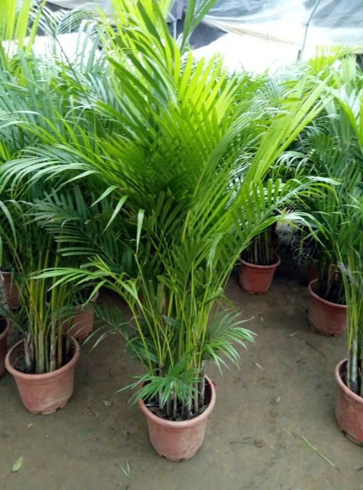 散尾葵凤尾竹盆栽室内植物四季长青绿植花卉