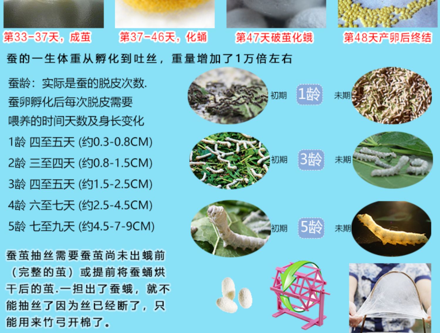 《蚕宝宝活体小蚕1234龄蚕学生养蚕套装新鲜桑叶大巨蚕籽蚕卵送工具85ELA4》无著【摘要 书评 在线阅读】-苏宁易购图书