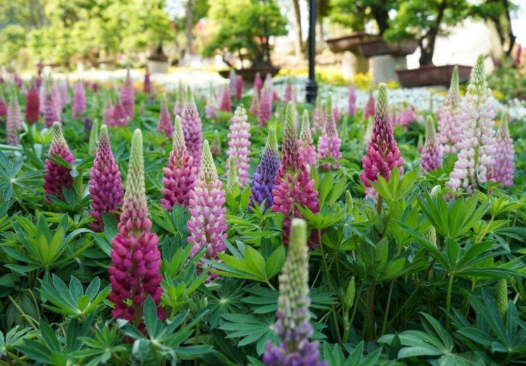 春季播室外花種籽子魯冰花多年生種子綠化花四季花卉花植物花籽