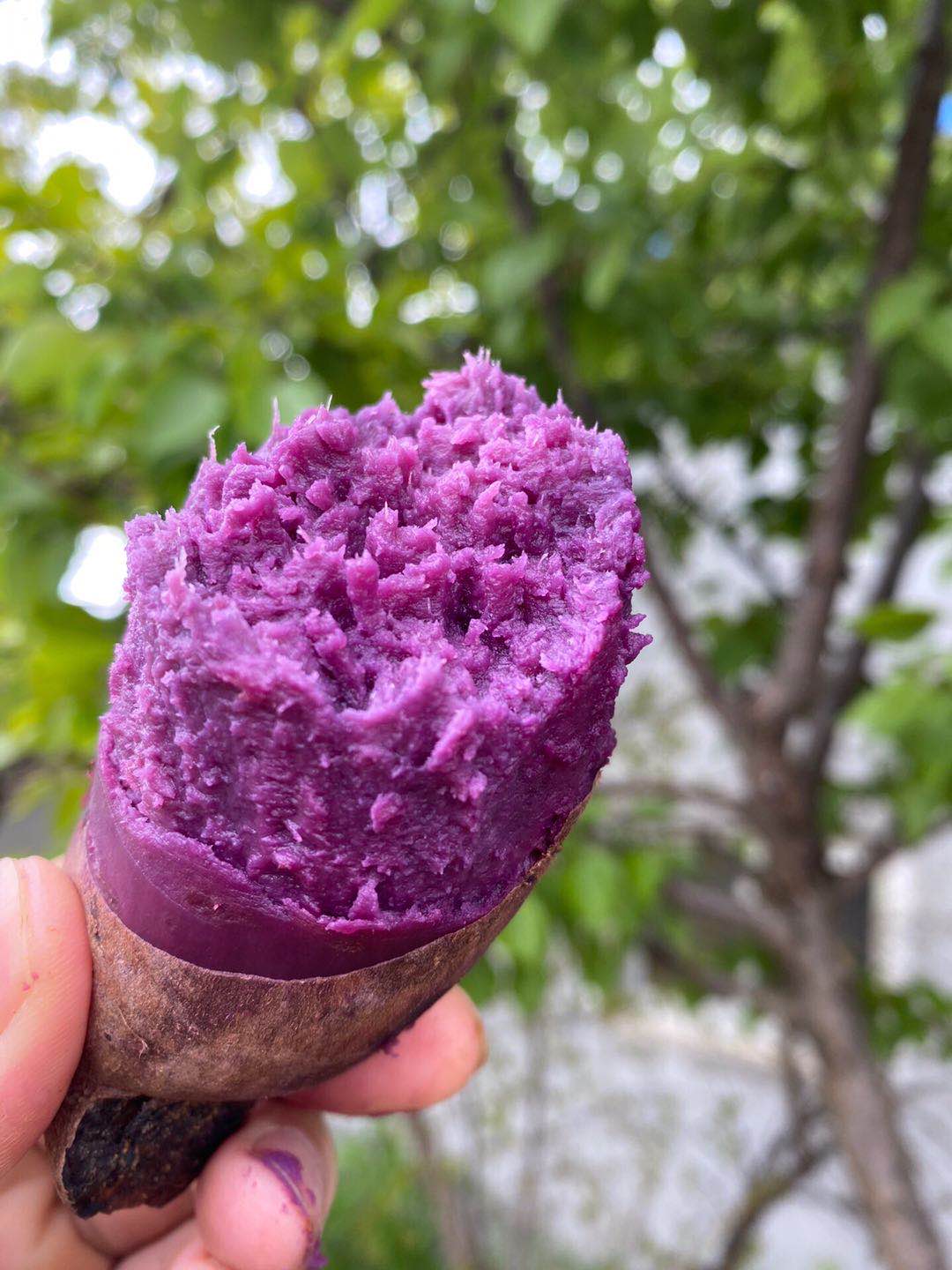 紫薯山东沂蒙紫罗兰新鲜5斤蜜甜香甜软糯香地瓜糖心蔬菜红薯番薯