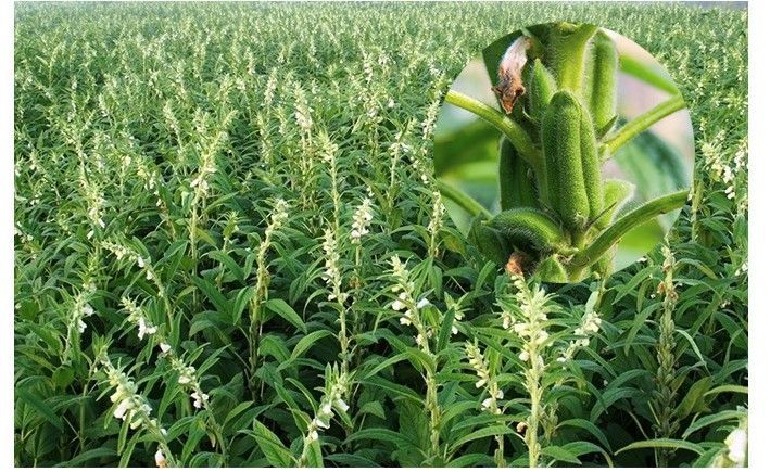 1斤正宗驻马店黑芝麻农家干净饱满无染色生黑芝麻2020年新的生的5