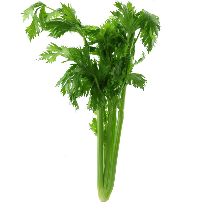 【xj】章丘鲍芹 3斤 芹菜 新鲜蔬菜 山东特产可开发票