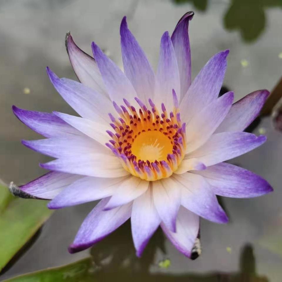 睡莲鲜花香槟色花束真花水养插花客厅办公室水培莲花花卉盆栽荷花