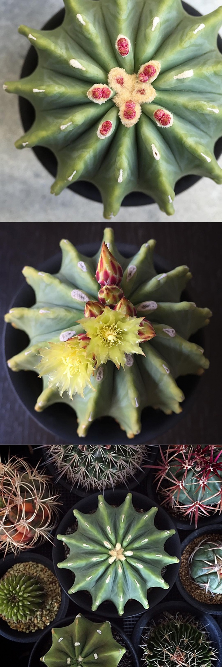 无刺王冠龙 实生仙人球 群花开花量大古达 多肉植物组合盆栽 单头5